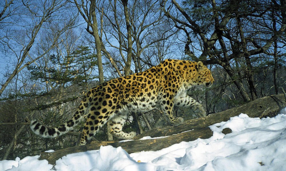 Amur Leopard - Top 10 Most Endangered Species