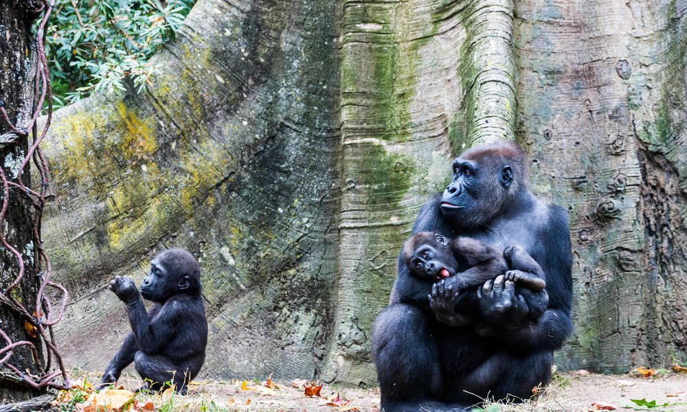 Cross River Gorilla - Top 10 Most Endangered Species
