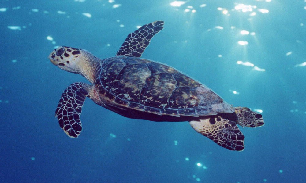 Hawksbill Turtle - Top 10 Most Endangered Species