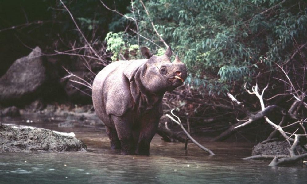 Javan Rhino - Top 10 Most Endangered Species