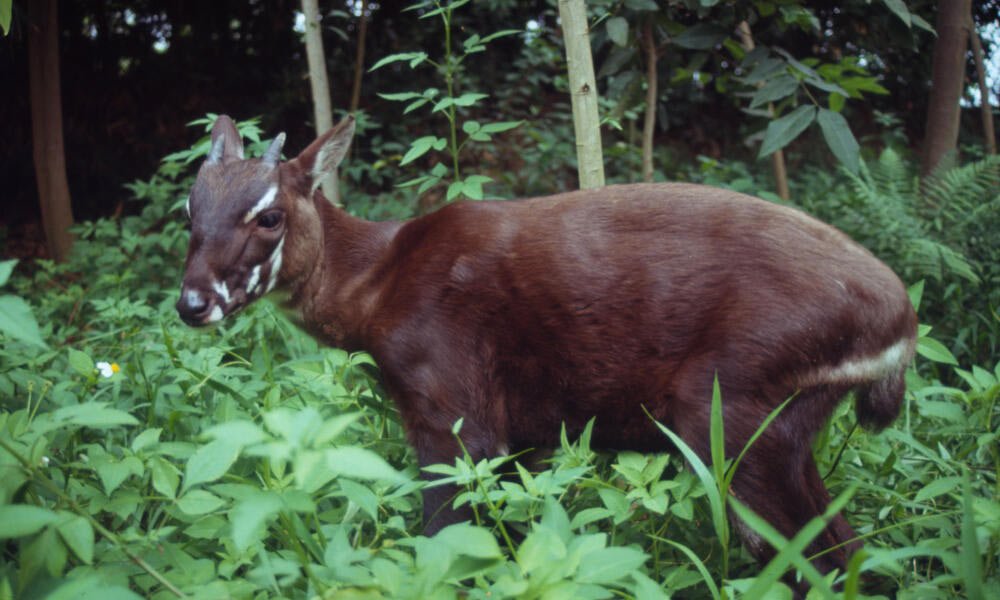 Saola - Top 10 Most Endangered Species