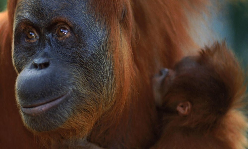 Sumatran Orangutan - Top 10 Most Endangered Species