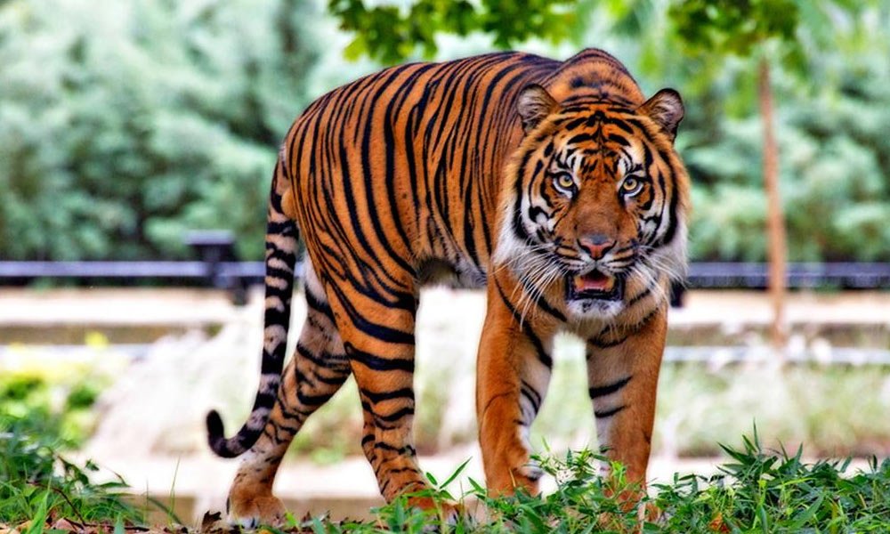 Sumatran Tiger - Top 10 Most Endangered Species