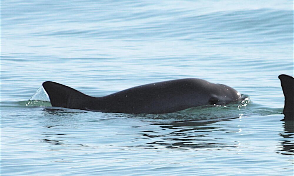 Vaquita - Top 10 Most Endangered Species