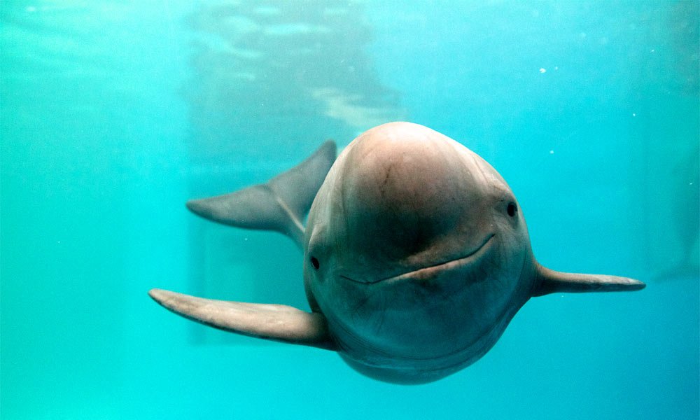 Yangtze Finless Porpoise - Top 10 Most Endangered Species